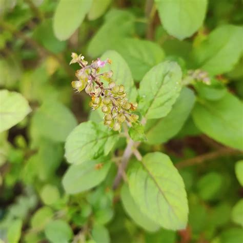 Rama Tulsi | Buy (Ocimum Gratissimum) online at Nursery Nisarga