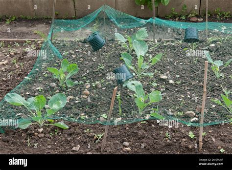 Vegetable plants under protective netting Stock Photo - Alamy