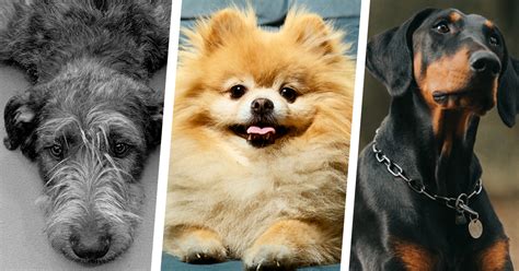 27 Low-Maintenance Dog Breeds for Super Busy People - PureWow