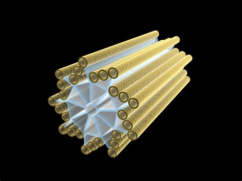 Do Centrioles Replicate In Meiosis? Unraveling The Mystery