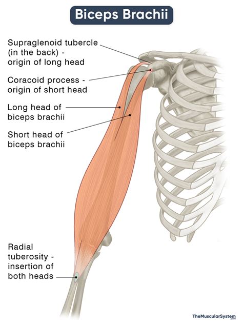 Biceps Brachii Muscle - Action, Origin, Insertion, & Diagram