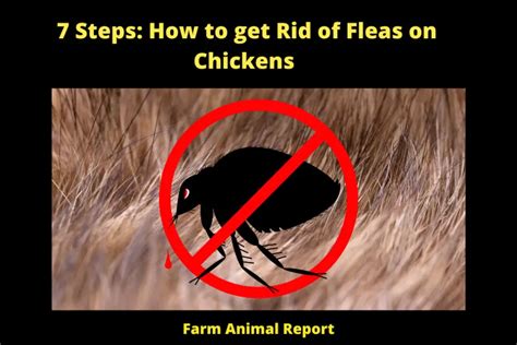 7 Steps: How To Get Rid Of Fleas On Chickens | Kill | Chicken