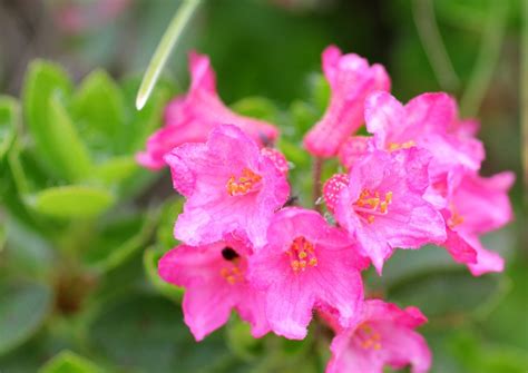 Ciliated Alpenrose Alpine Rose - Free photo on Pixabay - Pixabay