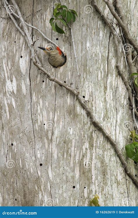 Red Bellied Woodpecker Emerging from the Nest Stock Image - Image of ...