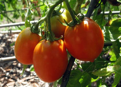 How to Grow Roma Tomatoes for a Fall Harvest | Vegetable Garden Blog