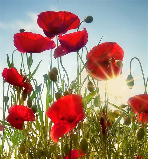 Deep Red Poppies Photograph by Photo Art by Mandy