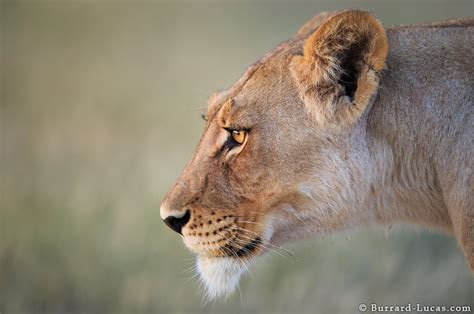 Lioness Face - Burrard-Lucas Photography