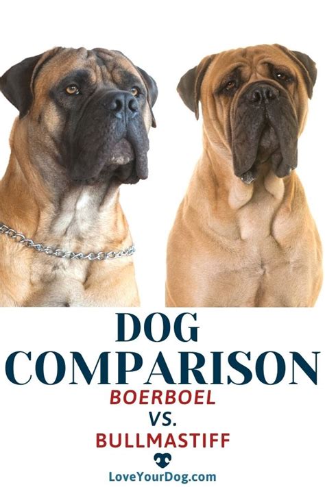 Boerboel vs. Bullmastiff: Breed Differences & Similarities | Bull mastiff, Boerboel, Dog comparison