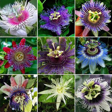 Amazon.com : Best Garden Seeds New Variety Rarest Passiflora Passion Mixed Flowers Seeds, 30 ...