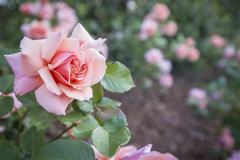 Protecting Roses in Winter – P. Allen Smith