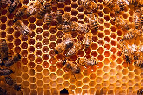 The Hobby of Beekeeping | Wagners Greenhouses