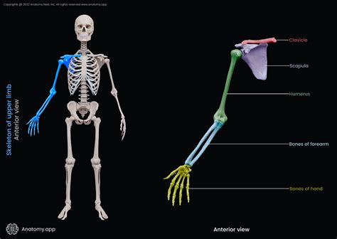 Upper Limb Skeletal Anatomy