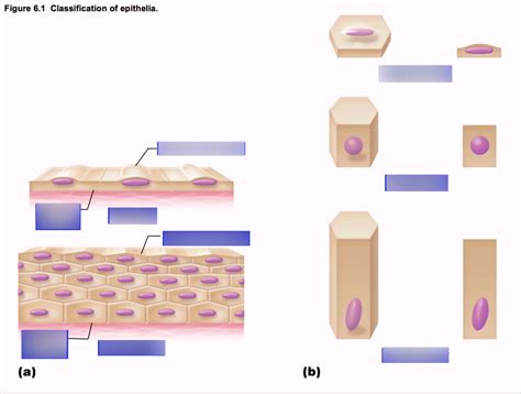 PHYL141L - Classification of Epithelia Diagram | Quizlet