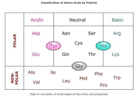 Amino Acids Classification