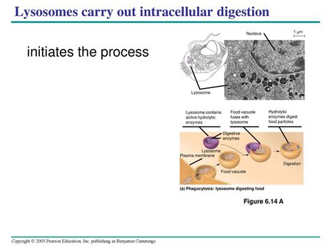 Chapter 6 A Tour of the Cell. - ppt download