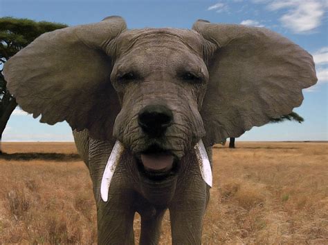 This is Buddy, the Elephant-Dog : r/HybridAnimals