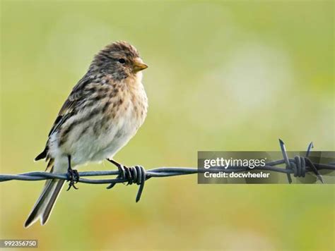 Twite Photos and Premium High Res Pictures - Getty Images