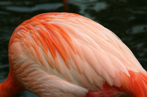 Flamingo feathers by lynjupiter on DeviantArt