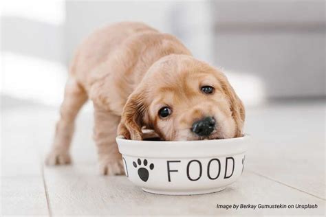 What is the Best Food for Puppies? - Good Dog People™