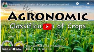 [Beginners Guide] Agronomic Classification of Crops in Agriculture ...