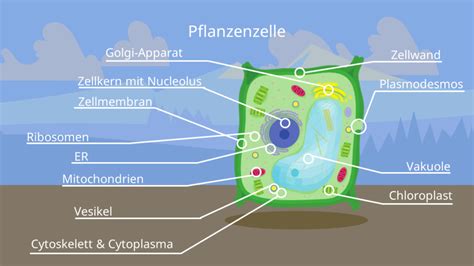 Pflanzenzelle • Pflanzliche Zelle, Aufbau · [mit Video]