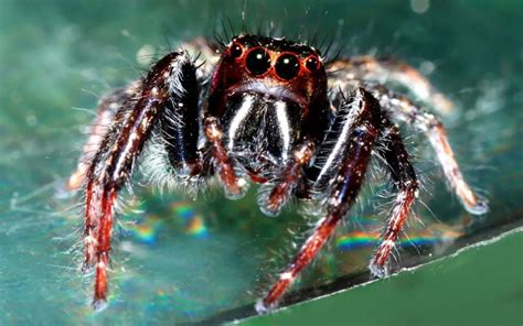 What Do Baby Jumping Spiders Eat? - The Spider Blog