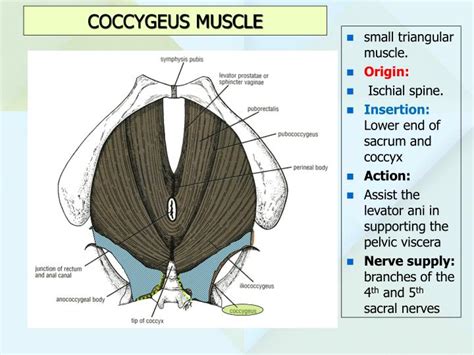 PPT - ANATOMY OF THE PELVIS PowerPoint Presentation - ID:5495410