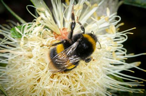 Australian Native Bees - The Permaculture Research Institute