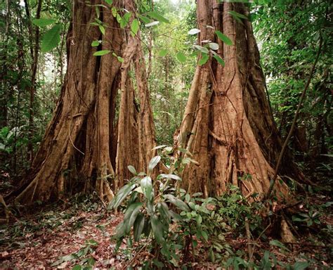 Rainforest, Tambopata region, Peru | Peru travel, Puerto maldonado ...