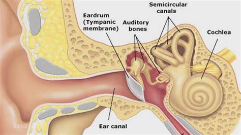 Ruptured Ear Drum. Causes, symptoms, treatment Ruptured Ear Drum