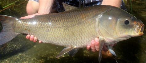 The Bigmouth Buffalo Fish | Critter Science