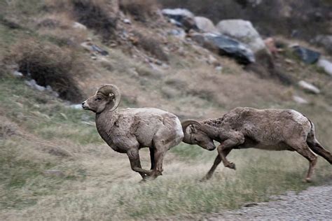 Watch Two Wild Rams Settle Their Dispute in a Single and Vicious Headbutt - A-Z Animals