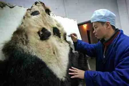 What Are Pandas Predators? (The 5 Deadliest Predators)