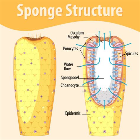 40+ Sponge Anatomy Stock Illustrations, Royalty-Free Vector Graphics & Clip Art - iStock