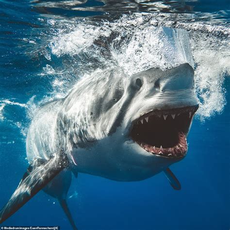 Jaw-dropping photos taken by 'crazy' shark photographer | Daily Mail Online