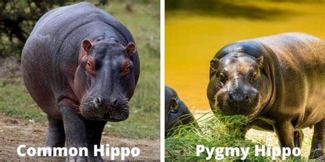 Hippo vs Crocodile | Who Would Win in a Fight?