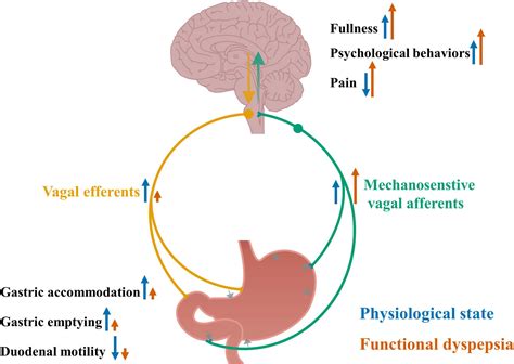 Frontiers | Altered Vagal Signaling and Its Pathophysiological Roles in Functional Dyspepsia