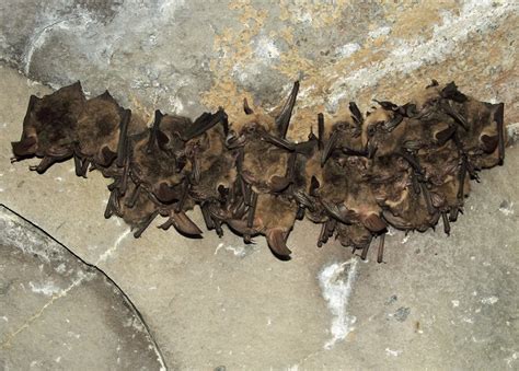 Bats in Caves (U.S. National Park Service)