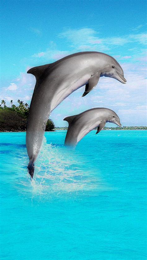 Swim dolphins swim | Ocean creatures, Whale, Dolphins