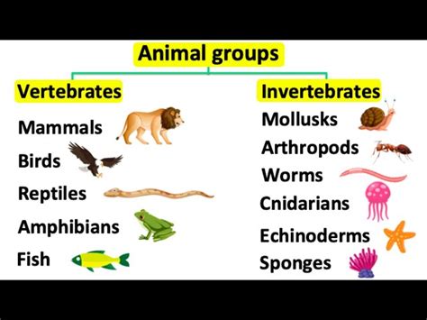 Examples Of Invertebrates