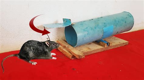 How To Make Rat/Mouse Trap From PVC Pipe - YouTube