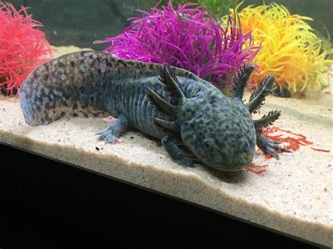 Meet Aqua, my new wild type axie : r/axolotls