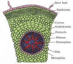 17+ Cortex Plant Function - RameesaJuniper