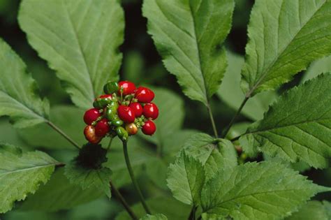 Hunting and Harvesting the American Ginseng Plant