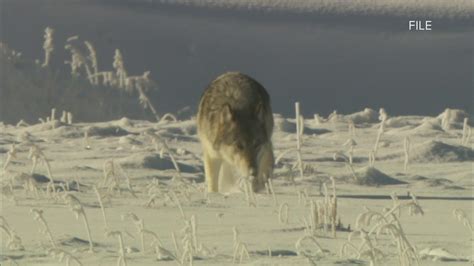 Colorado releases draft plan for wolf reintroduction | 9news.com