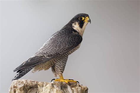 Falcon Images: Peregrine Falcon For Sale Canada