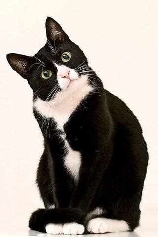 10 Facts About Tuxedo Cats – Waffles the Cat