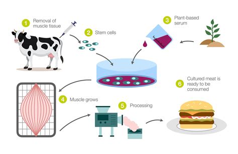 Lab Cultured Meat Companies