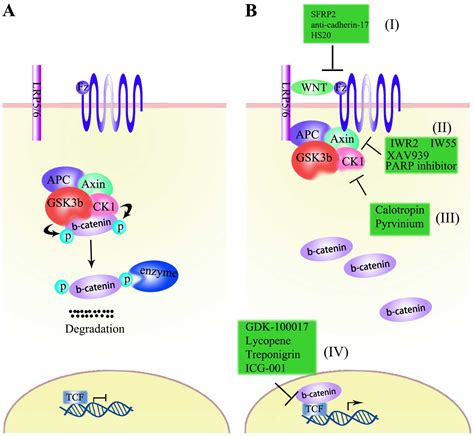 Notch and Wnt signaling pathway in cancer: Crucial role and potential therapeutic targets (Review)