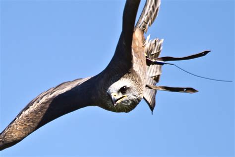 Black Kite | A Black Kite doing some fanastic aerobatics at … | Flickr